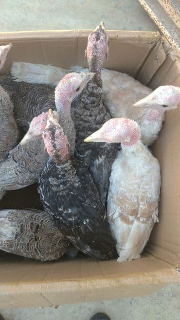 pişik su qabı: Hinduskalar satılır 30 manata — 2