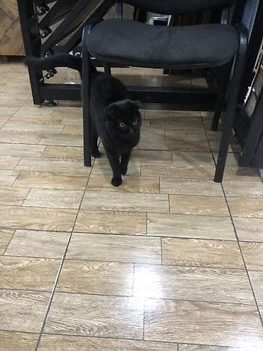 pisiy: Şotland yastı qulaq, Erkək, Yaxşı əllərə, Ünvandan götürmə — 2