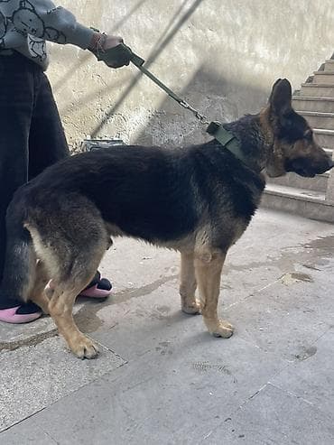 rottweiler iti: Alman çoban iti, 11 ay, Erkek, Sənədli, Ünvandan götürmə — 2