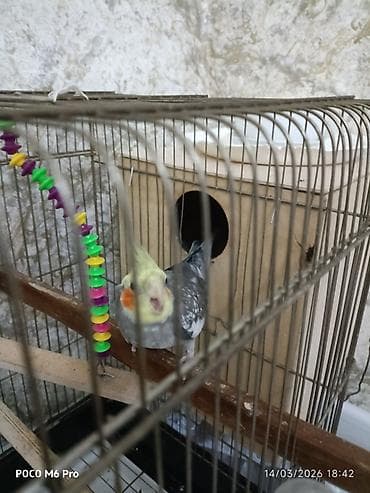 gence quşlar: 1 eded erkek karella.saglam quwdur isteyen olsa elaqe — 5