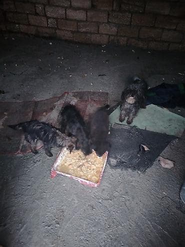 simmental cinsi: 5 ay — 4