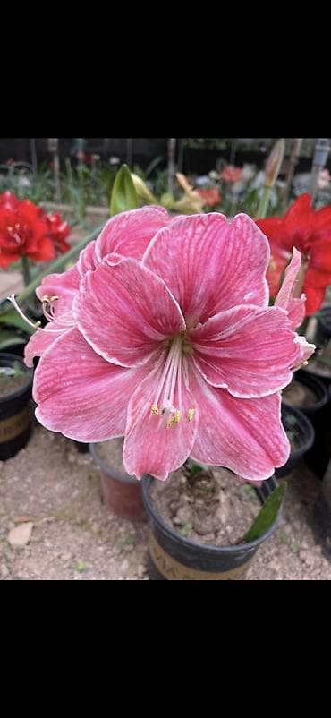 yaz gulləri: Hippeastrum (Amarillis) soğanlı dekorativ çiçəklər – bir neçə rəng və — 6