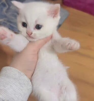 balaca sirin pisikler: Erkək, Dişi, Yaxşı əllərə, Ünvandan götürmə, Pulsuz çatdırılma, Ödənişli çatdırılma — 8