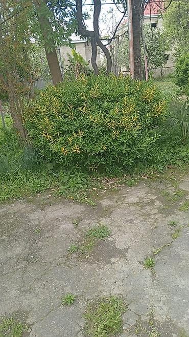 Landşaft üçün dekorativ həmişəyaşıl kollar - Thuja (piramidal — 2