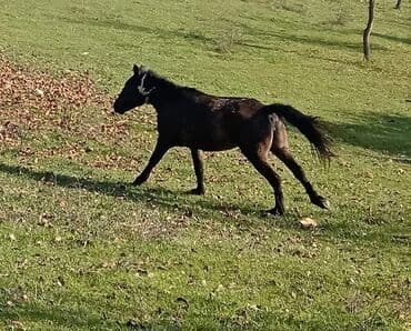 at bazari: Minilmiyən dayçadı madyandı çaparağı var isdiyən buyursun — 4