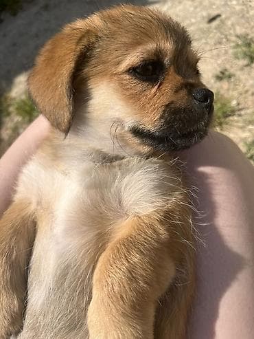 itler balaca: Pekines, 5 ay, Dişi, Peyvəndli, Ünvandan götürmə, Pulsuz çatdırılma — 1