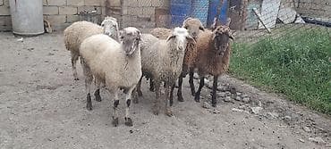 Qurbanliq erkek quzularSatışda qoyunlar – müxtəlif rəngli yerli növlər