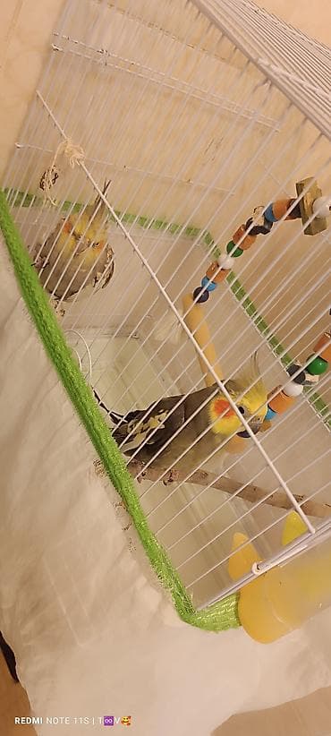 qefes boyuk: Korella quşları erkək və dişi cütlük və qəfəs komplekti Məhsul — 2