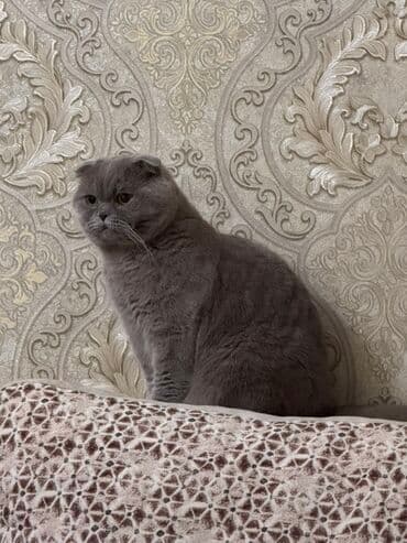 anqora pişik: Şotland yastı qulaq, Erkək, Yaxşı əllərə, Ünvandan götürmə, Ödənişli çatdırılma — 1