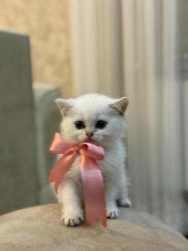 cuce yemi: Qızıl şinşilla — 1