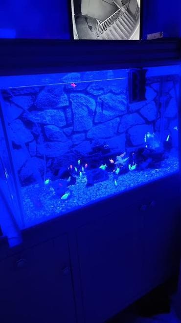 akvarium dekorlari: Böyük ölçülü dekorativ akvarium komplekti - Üç hissədən ibarət geniş — 2