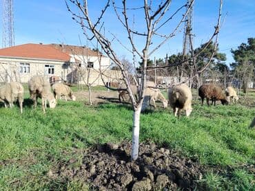 Ördəklər: Satış üçün xırdabuynuzlu heyvanlar – qoyun sürüsü - Növ: qoyun (ağ və — 6