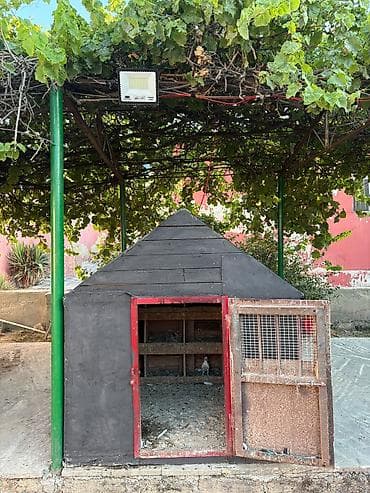pisik yuvaları: Taxta göyərçin/qus yuvası (quşxana) - Material: qalın taxta — 5
