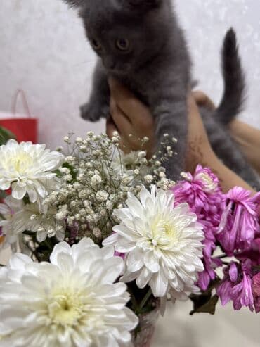 мейн кун купить в баку: Amerikan Shorthair — 1