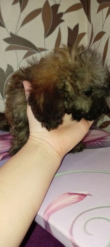 собака отдам в хорошие руки: Пудель, 3 месяца, Самец, С прививками, Платная доставка — 4