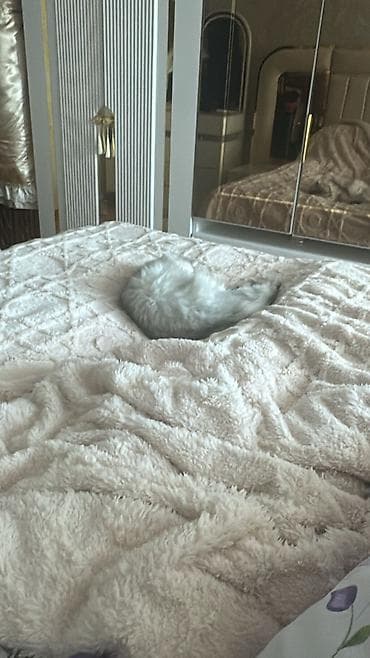 lalafo pisik: Britan yastı qulaq, Dişi, Yaxşı əllərə, Ödənişli çatdırılma — 3