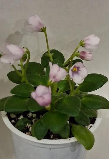 Мини фиалка . SimSim