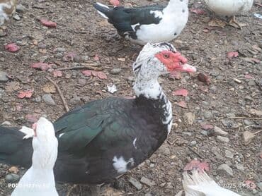 coban itlerin satisi: Salam millet Cavan ördeklerdi, bu ilin Mart ayında çıxanlarda - Növ — 2