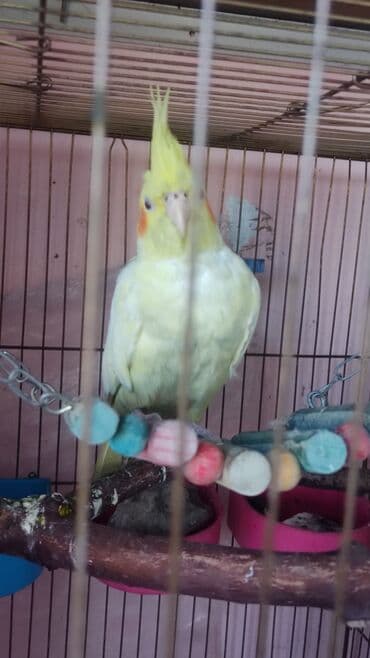 ov quşları satılır: Nymph parakit (Cockatiel) – açıq sarı rəngli, başında ucalıq tutqulu — 2