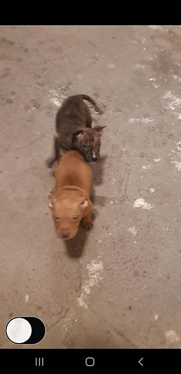 itler pitbul: Pitbul — 3