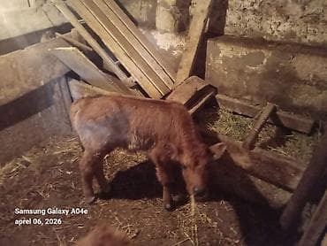 inək südsağan aparat: 15_16litrden cox sud verir.ikinci balasidir.balasi erkekdir .Teze — 1