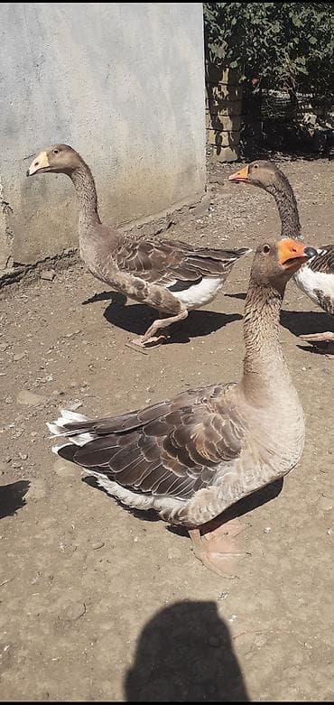 cins xoruz: 2 ədəd Tula döyüş qazları erkəy və dişi.2 ədəd ana qaz biri ala çox — 6