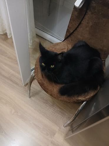 pişik cins: Yaxşı əllərə — 4