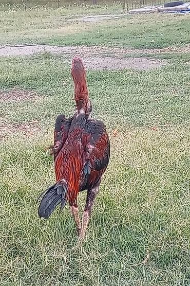 avstrolop cucə: Məhsul: Yerli fermadan uzunboynuzlu döyüş tipli toyuq cinsi – — 5