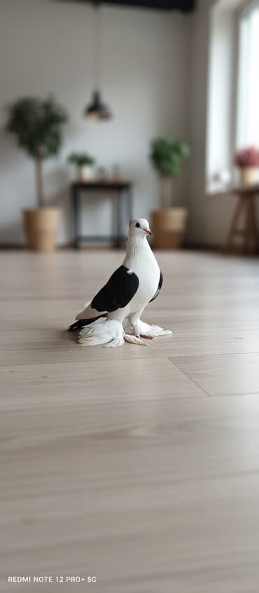 Maya quşdu hazır bala verən