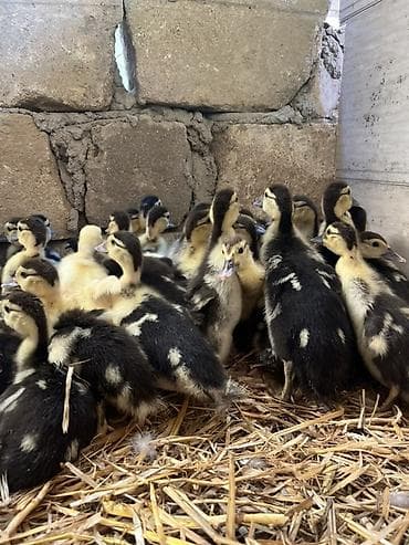 15 iyulda çıxmış lal ördək balaları satılır.Təxmini 30 lalafo.az -da 15 iyulda çıxmış lal ördək balaları satılır.Təxmini 30