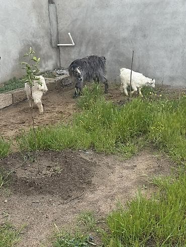 Keçilər, çəpişlər: Dişi, il: 1, 30 kq, Damazlıq, Ünvandan götürmə — 2