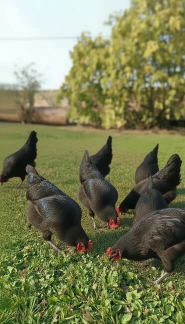 hind quşu baximi: Toyuq, Damazlıq — 3