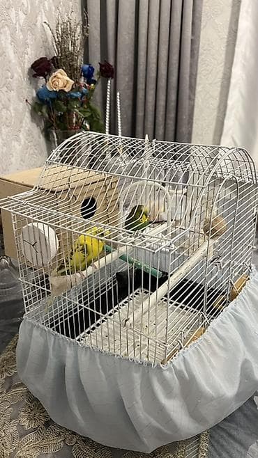 papuqay yuvası: Budaqlar (dalmatin) dalğalı tutuquşu cütü və komplekt qəfəs dəsti — 4