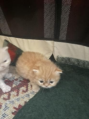 Gəmiricilər: Fars — 7