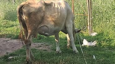 Beşinci qarına beş aylıq boğazdı hazırda sağılır — 2