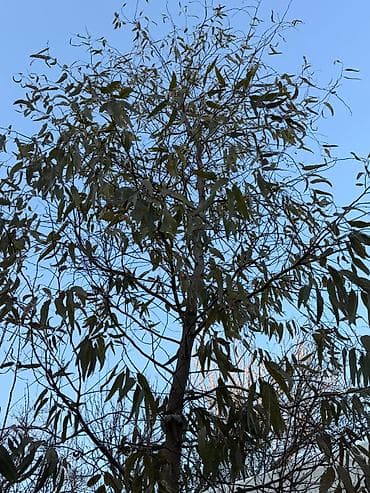 qoltuq ağacı: Ekalipt ağacı – həyət/bağ üçün dekorativ və ətirli ağac - Növ — 3