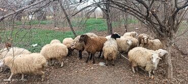 Mal-qara: Qoyun sürüsü – müxtəlif rəng və yaşlarda - Təsvir: Şəkillərdə görünən — 5