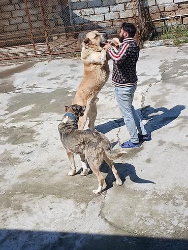 afçarka itlər: Qurdbasar, 1 il, Erkek, Cütləşmə üçün, Ünvandan götürmə — 3