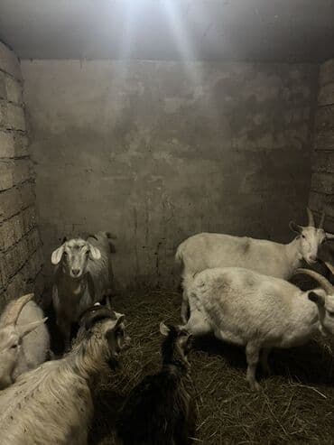 Heyvanlar üçün mallar: Satış üçün: keçilər Təsvir: - Şəkillərdə bir qapalı tövlədə — 3