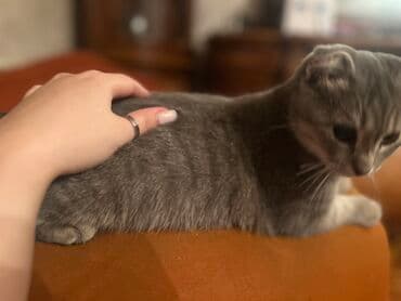 Şotland yastı qulaq