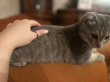 вислоухий шотландец купить: Шотладская вислоухая — 1