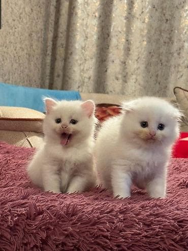 ragdoll pişik: Şotland yastı qulaq, Erkək, Dişi, Yaxşı əllərə, Ünvandan götürmə, Pulsuz çatdırılma, Ödənişli çatdırılma — 7