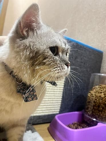 pişik siyam: Britan — 1