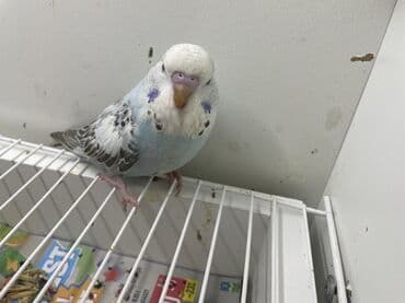 coban iti haqqinda melumat: Bülbül (dalmatin naxışlı, mavi-ağ rəng çaları) – əhliləşdirilmiş — 13