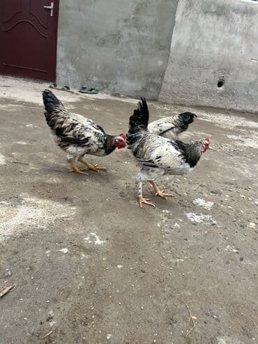 Cücələr: Toyuq, Ətlik, Ünvandan götürmə — 1