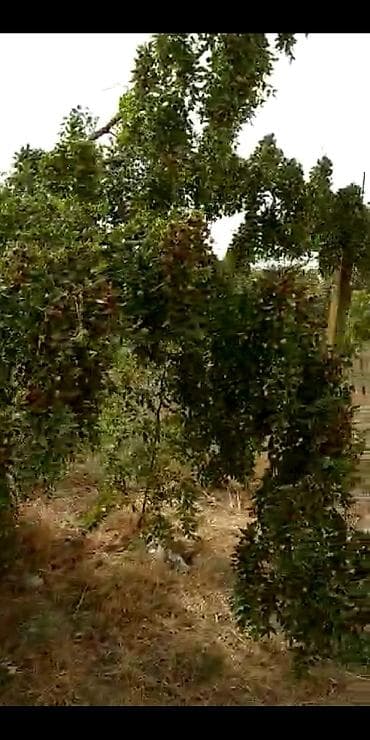 torpaqlarin satisi: 2 sot, Kənd təsərrüfatı, Makler, Kupça (Çıxarış) — 5