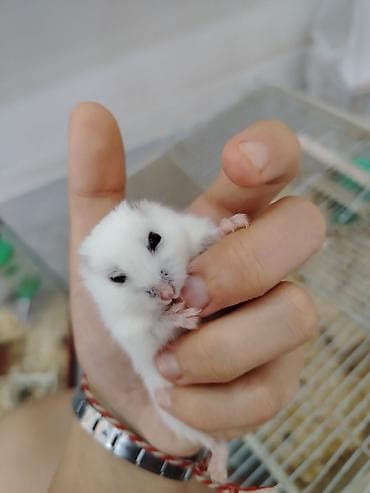 gəlincik heyvan: Cırtdan hamsterlər – Dwarf Hamster balaları 3 dənədi 2 ağ dişi 1 qara — 1