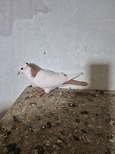 dərzi quşu: Sarı boynu güllü ərkey sarı quyruğ satılır desdə deyil qızğın ərkeydi — 2