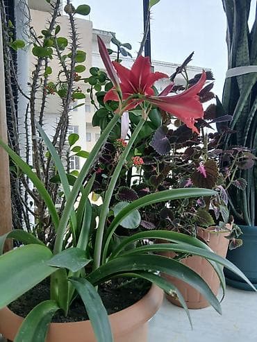 gecə gündüz gülü: Qırmızı çiçəkli otaq bitkisi – Amaryllis (Hippeastrum) - Böyük ölçülü — 1