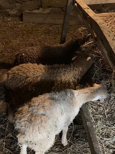 Məhsul: Qoyun-quzu heyvanları Təsvir: - Şəkillərdə müxtəlif rəngdə